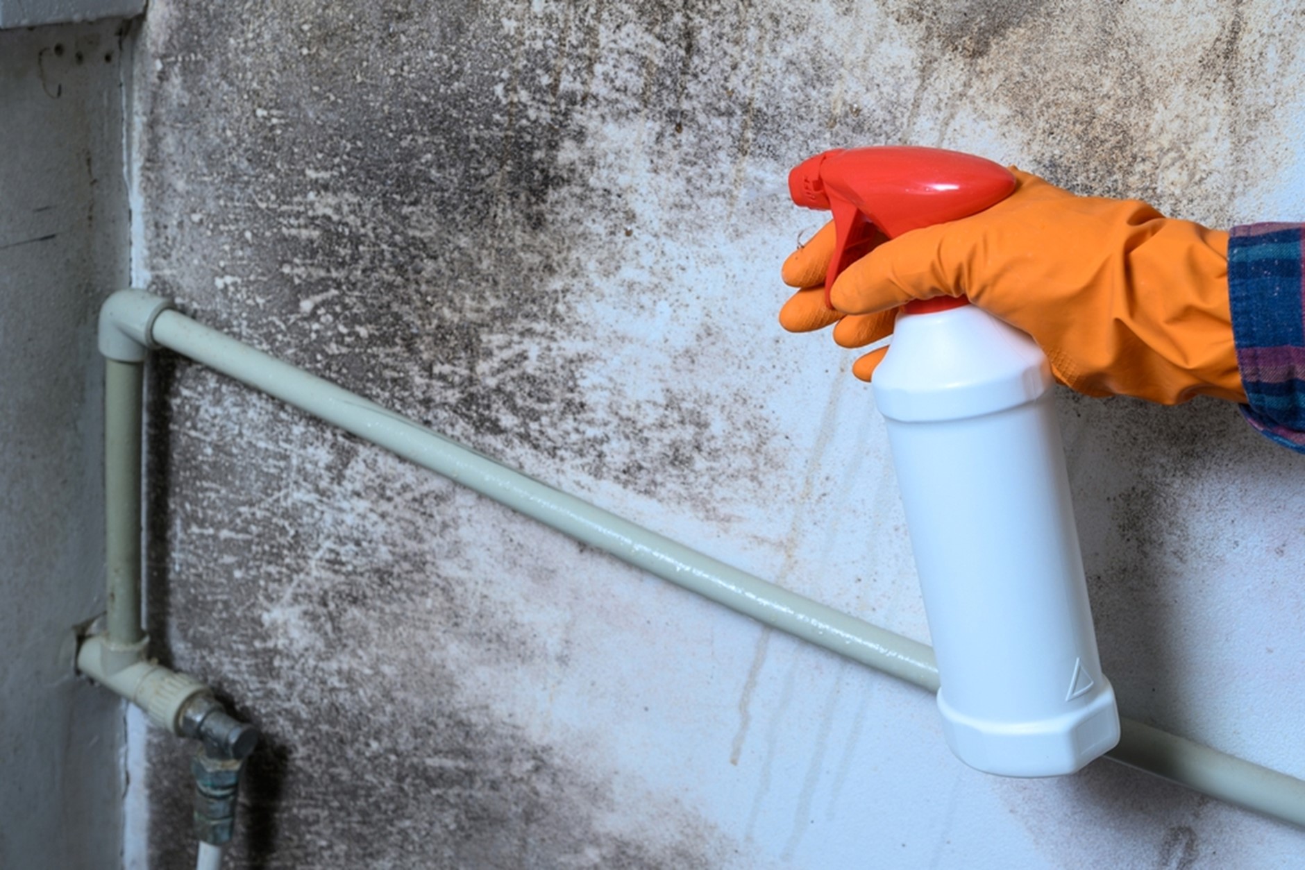 Alva Tackles Mold Remediation