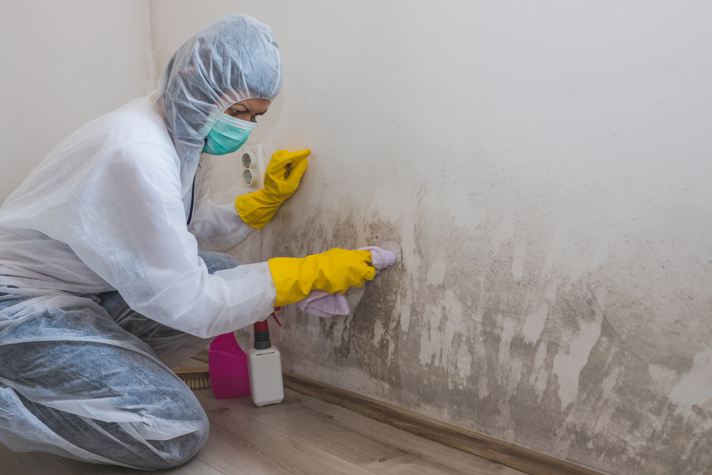 Importance of Mold Cleanup in Alva, FL