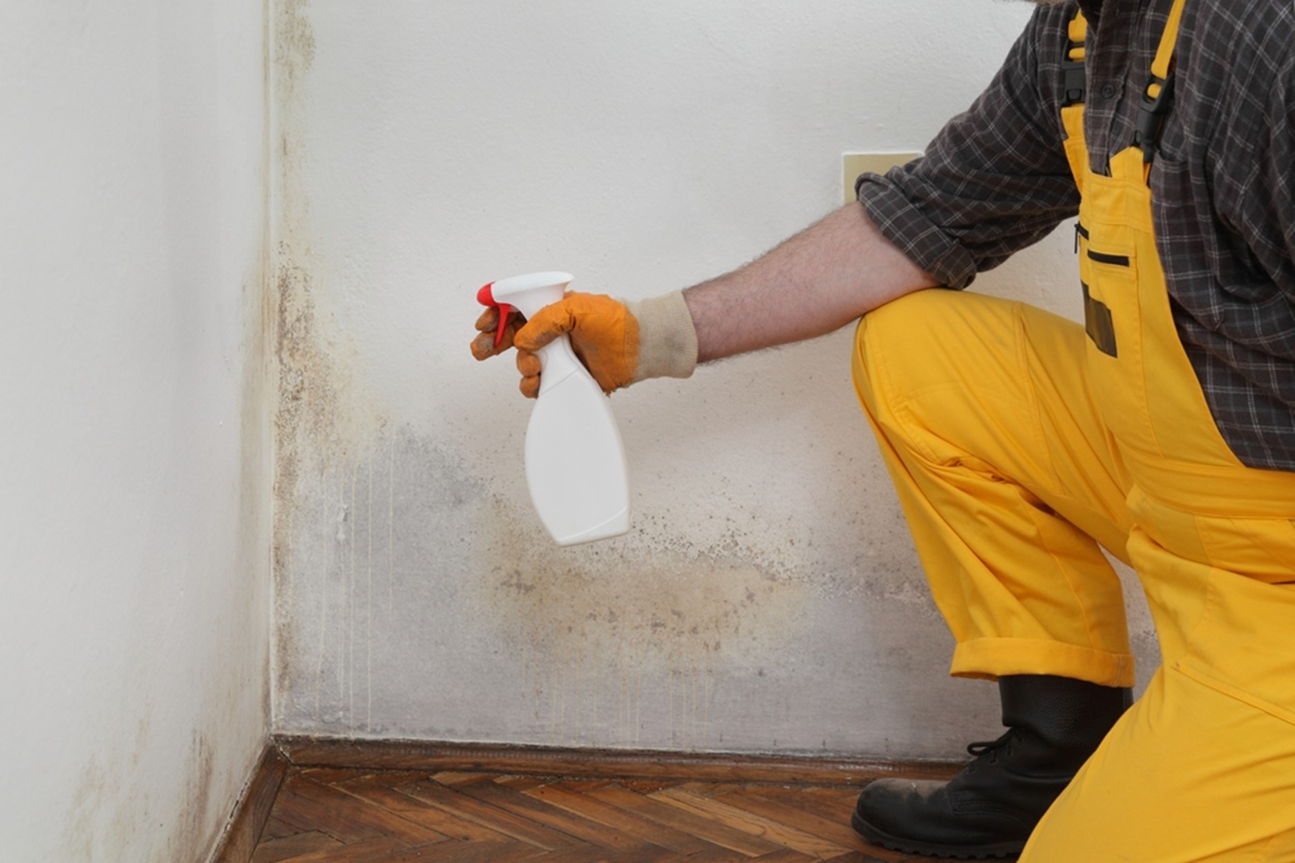 Preventing Mold Growth: Mold Cleanup in Alva, FL