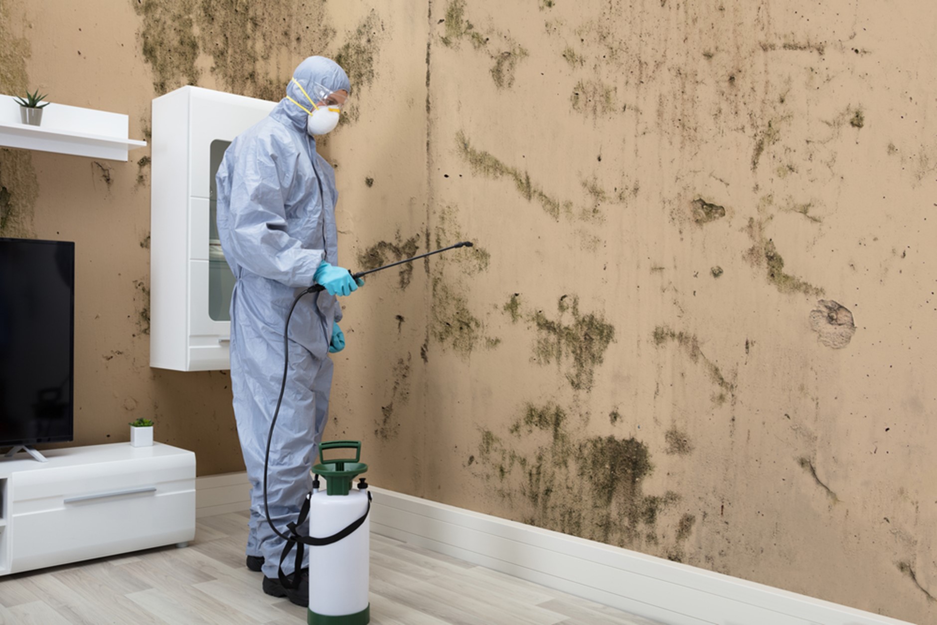 Professional Mold Remediation Services 