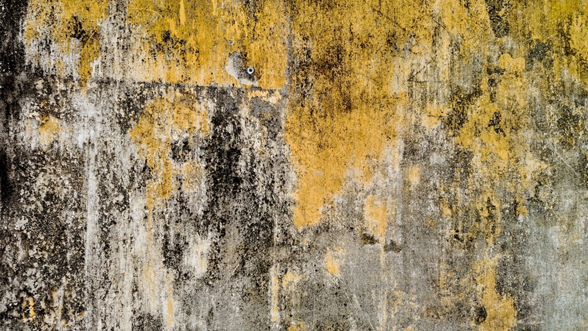 Understanding Mold Challenges in Cape Coral