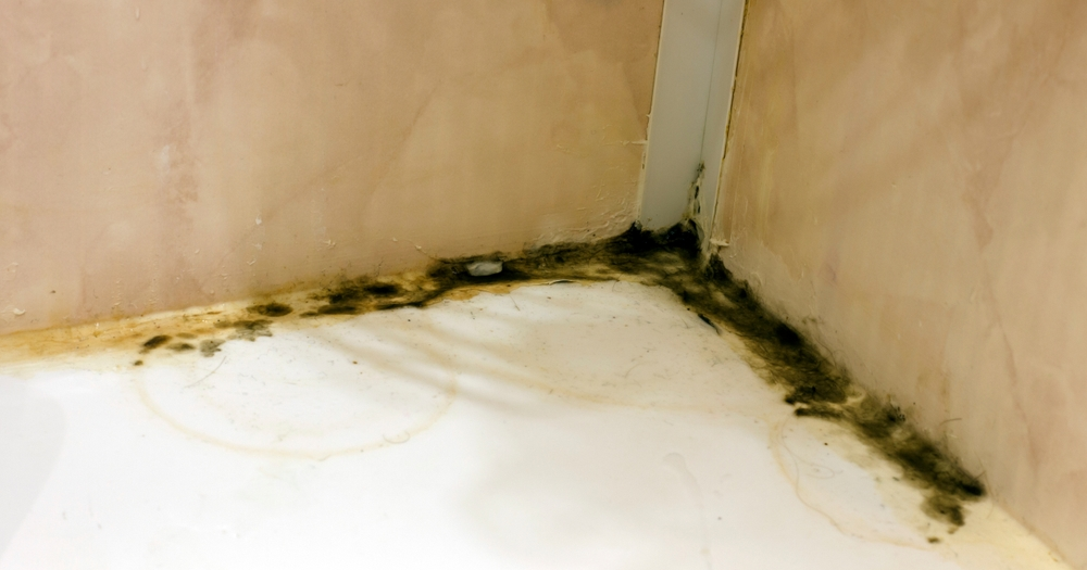 Water Damage and Mold Growth