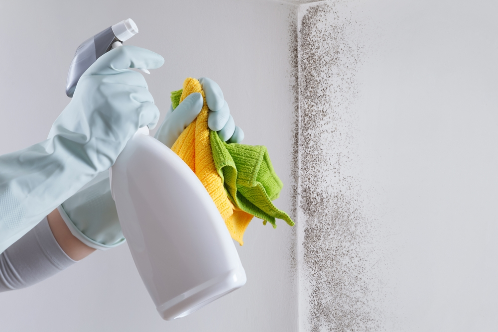 Mold removal in st james city