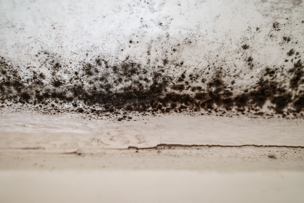 Black Mold