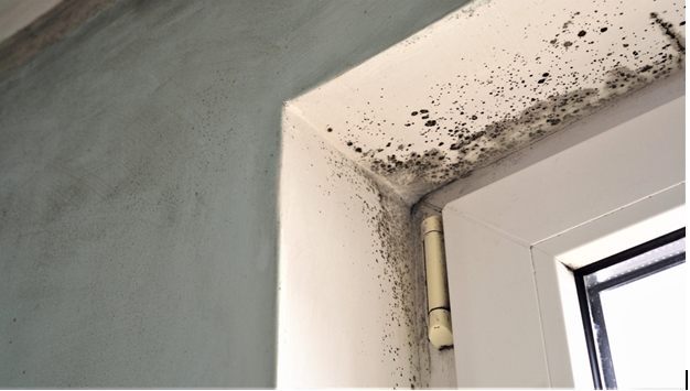 Preventing Mold Emergencies