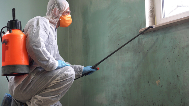 mold remediation 