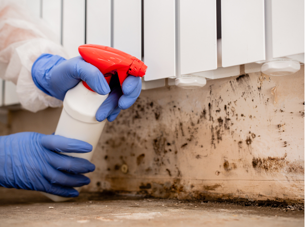  mold remediation specialists