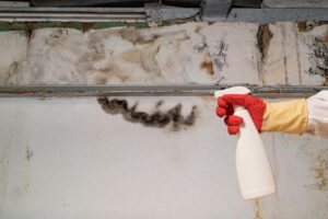 Black Mold Removal Costs Average Cost