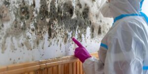 Penicillium Mold Removal Cost Penicillium Mold Remediation expenses