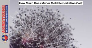 Mold Remediation Cost