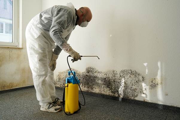 Mold Removal Company