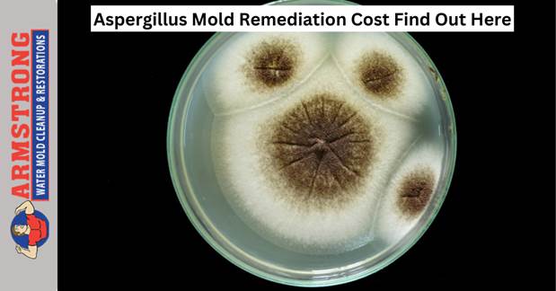 Aspergillus Mold Remediation Cost