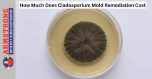 Cladosporium Mold Remediation Cost