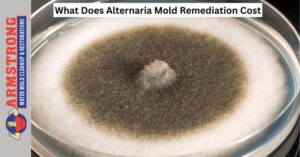 Alternaria Mold Remediation 