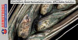 Ulocladium Mold Remediation Costs