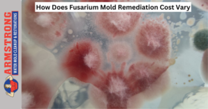 Fusarium Mold Remediation Cost