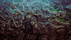 Cladosporium Mold Removal Costs