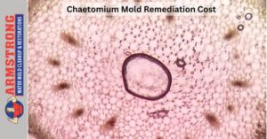 Chaetomium Mold Remediation Cost 