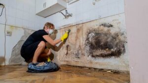  indoor Mold Removal Costs Vary: 