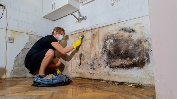 indoor Mold Removal Costs Vary: