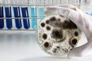 Aspergillus mold cost Toxigenic Mold cost Common Indoor Mold cost