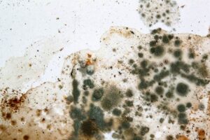 indoor mold remediation cost 