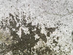 Black mold abatement costs can 