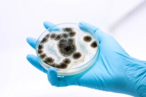 Aspergillus mold species