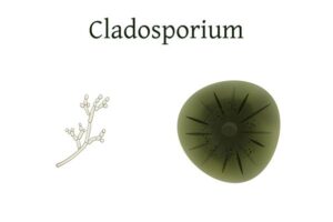 Cladosporium Mold Remediation Cost 