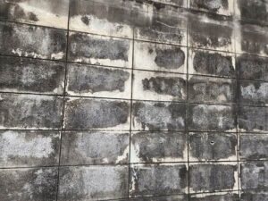 Black mold remediation costs 