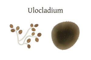 Ulocladium mold 