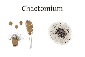 cost of chaetomium mold remediation 