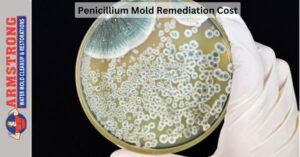 Penicillium Mold Remediation Cost 